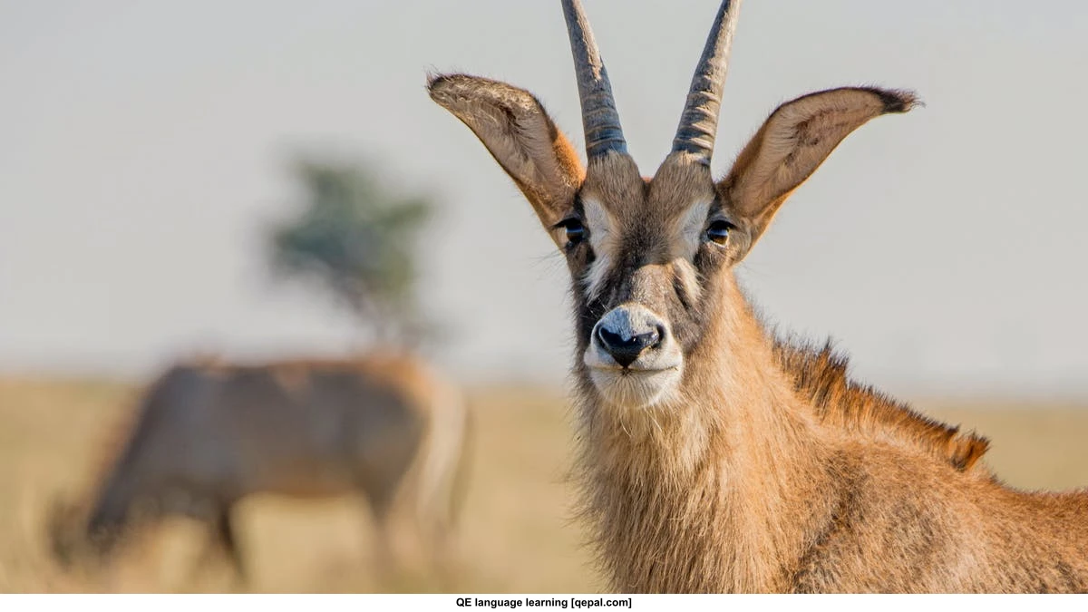 تصویر فلش کارت antelope
