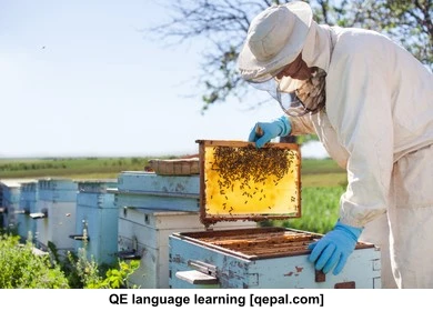 تصویر فلش کارت apiculture