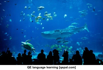 تصویر فلش کارت aquarium