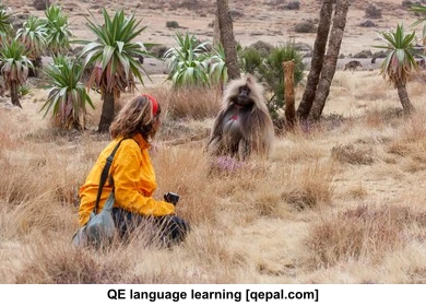 تصویر فلش کارت baboon