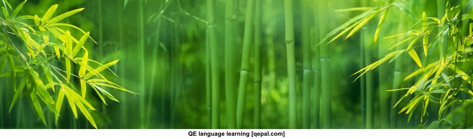 تصویر فلش کارت bamboo