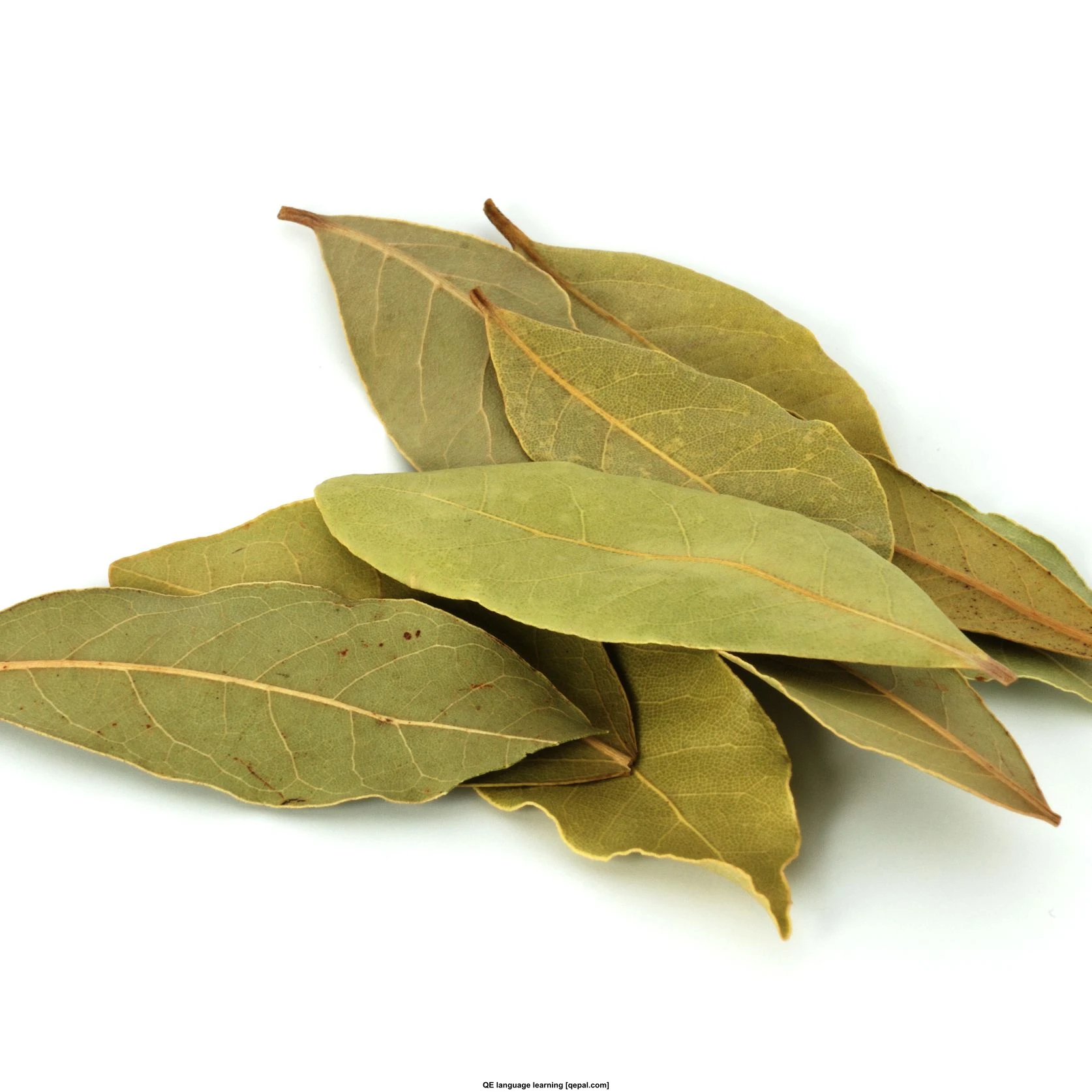 تصویر فلش کارت bay leaf