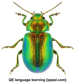 تصویر فلش کارت beetle