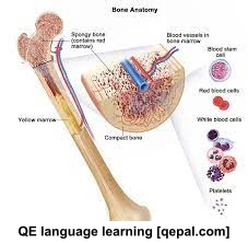 تصویر فلش کارت bone marrow