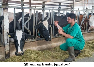 تصویر فلش کارت bovine