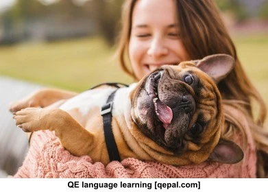 تصویر فلش کارت bulldog