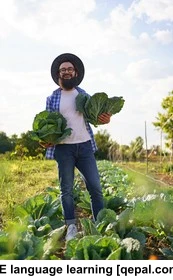 تصویر فلش کارت cabbage