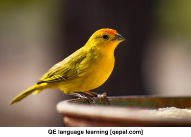 تصویر فلش کارت canary