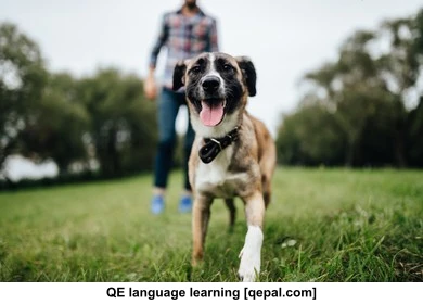 تصویر فلش کارت canine