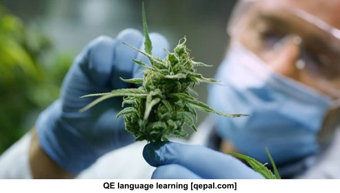 تصویر فلش کارت cannabis