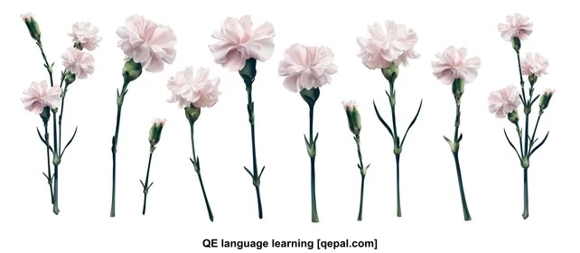 تصویر فلش کارت carnation