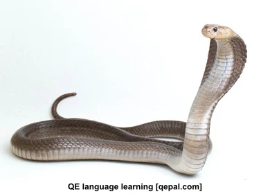 تصویر فلش کارت cobra