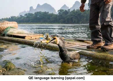 تصویر فلش کارت cormorant