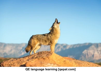 تصویر فلش کارت coyote