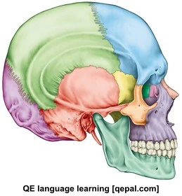 تصویر فلش کارت cranium