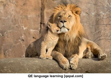 تصویر فلش کارت cub