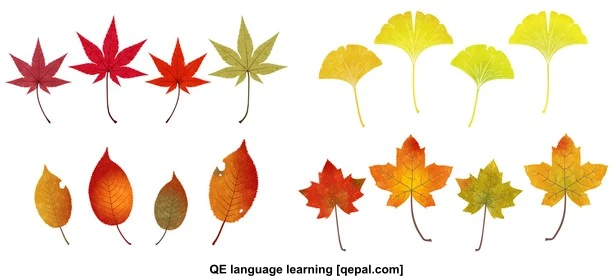 تصویر فلش کارت deciduous