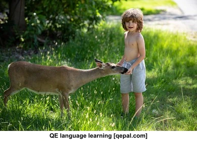 تصویر فلش کارت deer