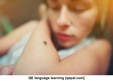 تصویر فلش کارت dengue