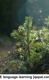 تصویر فلش کارت dewy