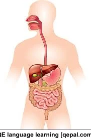 تصویر فلش کارت digestive