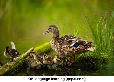 تصویر فلش کارت duckling
