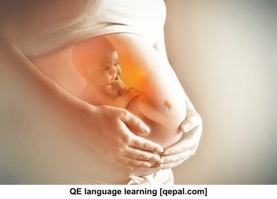 تصویر فلش کارت embryo