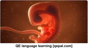تصویر فلش کارت embryonic
