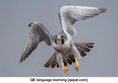 تصویر فلش کارت falcon