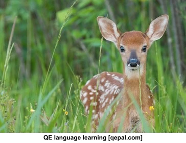 تصویر فلش کارت fawn