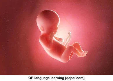 تصویر فلش کارت fetal