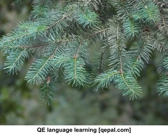 تصویر فلش کارت fir
