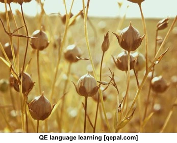 تصویر فلش کارت flax