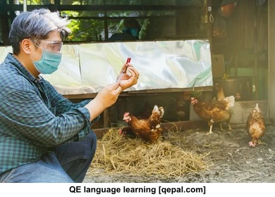 تصویر فلش کارت fowl