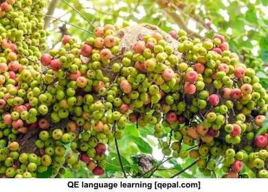 تصویر فلش کارت fruitful