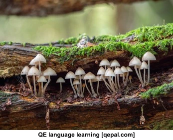 تصویر فلش کارت fungi