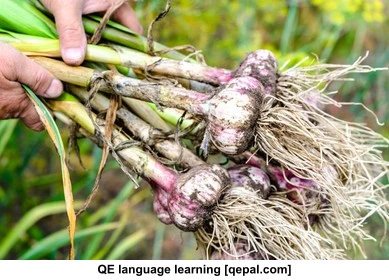 تصویر فلش کارت garlic