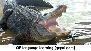 تصویر فلش کارت gator