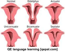 تصویر فلش کارت genital
