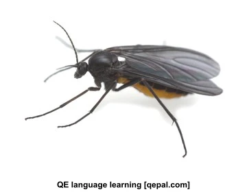 تصویر فلش کارت gnat