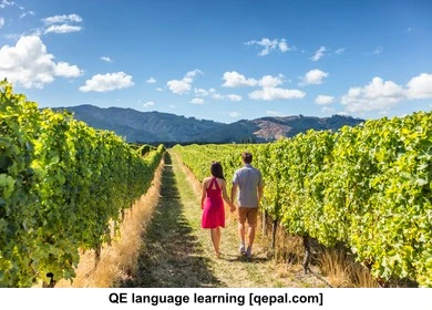 تصویر فلش کارت grapevine