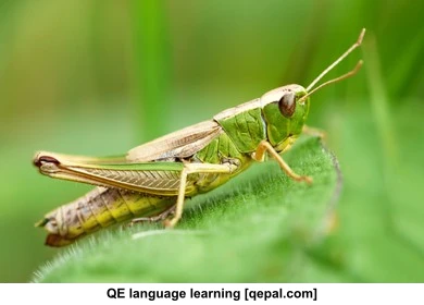 تصویر فلش کارت grasshopper