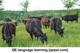 تصویر فلش کارت grazing