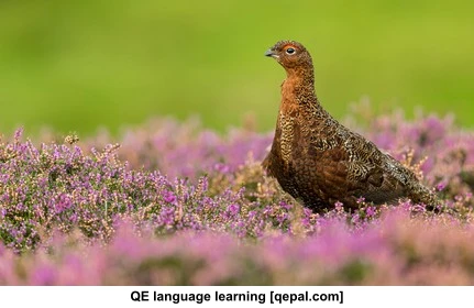 تصویر فلش کارت grouse
