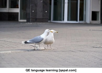 تصویر فلش کارت gull