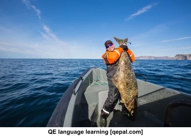تصویر فلش کارت halibut