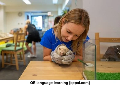 تصویر فلش کارت hedgehog