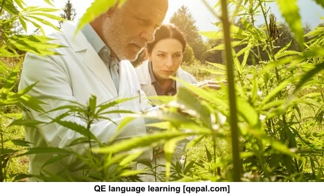 تصویر فلش کارت hemp