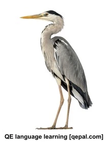 تصویر فلش کارت heron