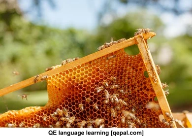 تصویر فلش کارت hive